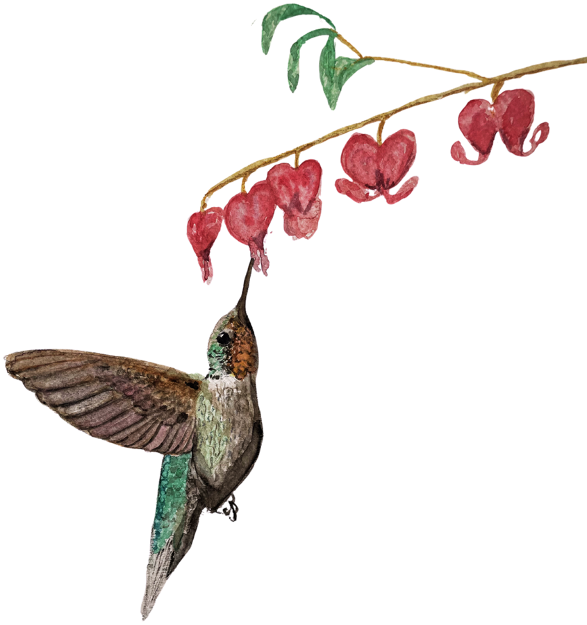 Watercolor painting of a hummingbird feeding on bleeding-heart flowers